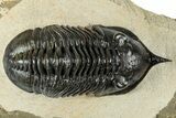 Morocconites Trilobite Fossil - Orange Eye Preservation #317822-1